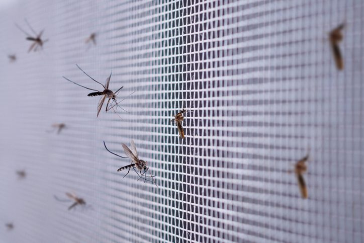 komary na moskitierze